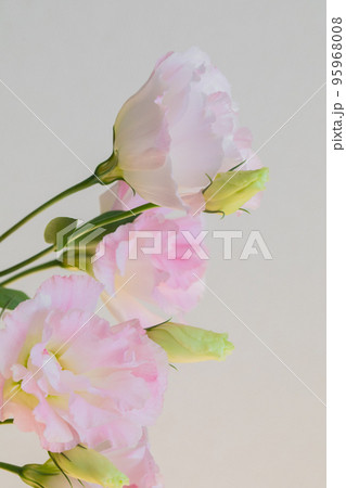 つぼみのあるトルコキキョウ ピンク マクロレンズ つぼみのあるトルコキキョウ ピンク マクロレンズ 95968008