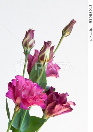 トルコキキョウ 大人びた赤紫色 トルコキキョウ 大人びた赤紫色 95968013