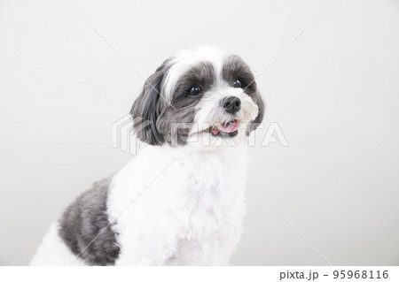 お座りして微笑むミックス犬（シープー） 95968116