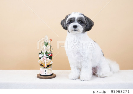 門松とお座りして微笑むミックス犬 門松とお座りして微笑むミックス犬 95968271