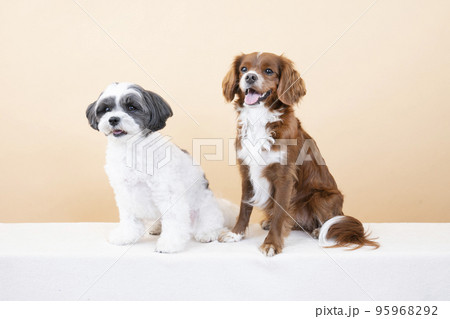 お座りして微笑む2匹のミックス犬 95968292