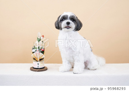 門松とお座りして微笑むミックス犬 95968293