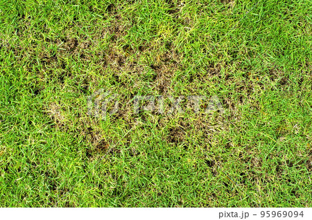 Pests and disease cause amount of damage to green lawns, lawn in bad condition and need maintaining. Pests and disease cause amount of damage to green lawns, lawn in bad condition and need maintaining. 95969094