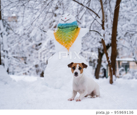 Dog jack russell terrier walks on the street in winter. Snowman in a scarf.  Dog jack russell terrier walks on the street in winter. Snowman in a scarf.  95969136