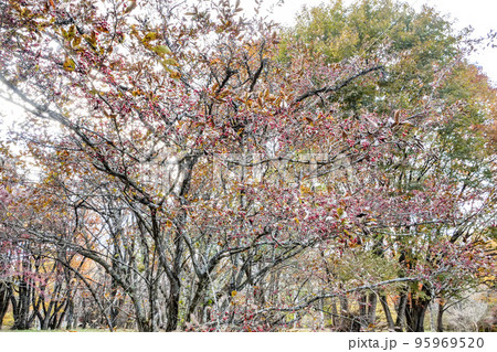 写真 植物 風景 アズキナシの赤い実と紅葉 明るい秋の風景 写真 植物 風景 アズキナシの赤い実と紅葉 明るい秋の風景 95969520