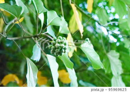 植物　カクレミノの実　野鳥の好きなカクレミノの実 95969625