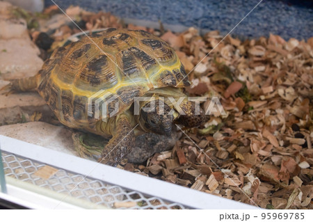 Land turtle in the aquarium on sand Land turtle in the aquarium on sand 95969785