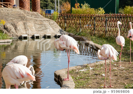 A crowd of pink flamingos on the shore 95969806