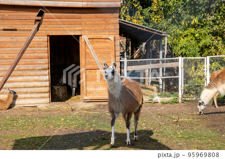 Red llama in an aviary eats grass 95969808
