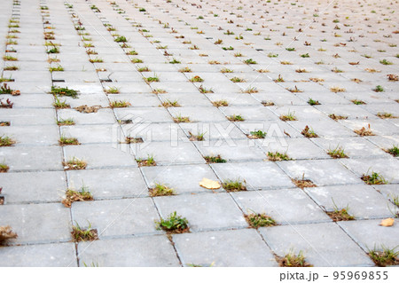 Green grass grows from the joints of paving slabs 95969855