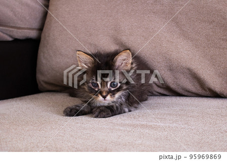Small gray kitten with sore eyes closeup 95969869