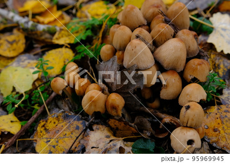 mushroom Coprinellus micaceus. Group of mushrooms on woods in nature in autumn forest 95969945