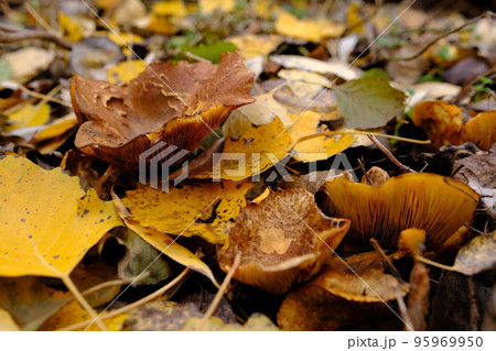 Paxillus involutus. Brown roll-rim Mushroom. Poison fungus. 95969950