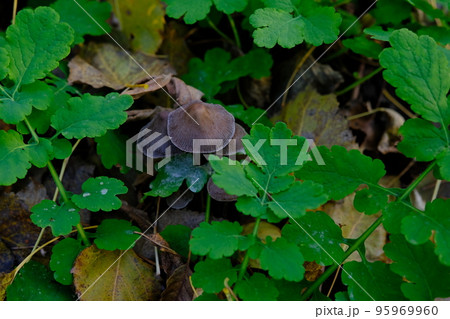 mushroom Coprinellus micaceus. Group of mushrooms on woods in nature in autumn forest 95969960