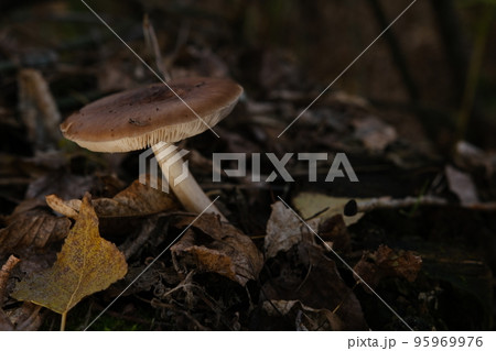 Deer Mushroom Pluteus cervinus on a birch tree stump among fooliage 95969976