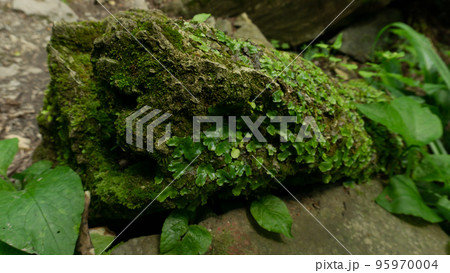 Moss-covered cobblestone in the green forest. Sochi, Lazarevskoe, Berendeevo kingdom Moss-covered cobblestone in the green forest. Sochi, Lazarevskoe, Berendeevo kingdom 95970004