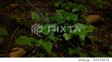 Common ivy grows on a street in southern Russia. Sochi, Lazarevskoe. Common ivy grows on a street in southern Russia. Sochi, Lazarevskoe. 95970078