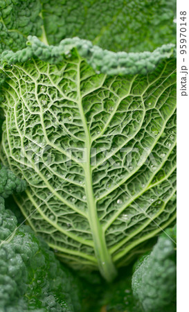 Kale bio leaf cabbage green Brassica oleracea farmer farming greenhouse folio and agricultural farm garden natural plant leaves bio curly greenhouse organic plantation harvest vegetables Kale bio leaf cabbage green Brassica oleracea farmer farming greenhouse folio and agricultural farm garden natural plant leaves bio curly greenhouse organic plantation harvest vegetables 95970148