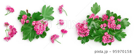 flower of hawthorn isolated on white background. Crataegus Pauls Scarlet. Top view. Flat lay flower of hawthorn isolated on white background. Crataegus Pauls Scarlet. Top view. Flat lay 95970158