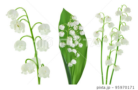 Lilly of the valley flowers isolated on white background with full depth of field 95970171