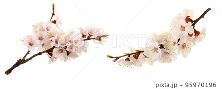 Branch with apricot flowers isolated on white background. Top view. Flat lay Branch with apricot flowers isolated on white background. Top view. Flat lay 95970196