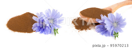 chicory flower and powder of instant chicory isolated on a white background. Cichorium intybus. 95970213