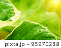 soft focus Green and white leaves, raindrops and sun rays in the evening. 95970238