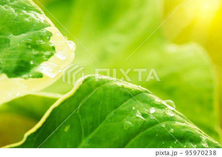 soft focus Green and white leaves, raindrops and sun rays in the evening. soft focus Green and white leaves, raindrops and sun rays in the evening. 95970238