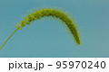 Green grass flowers on a natural background. 95970240