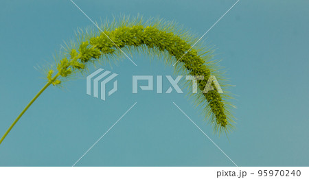 Green grass flowers on a natural background. Green grass flowers on a natural background. 95970240
