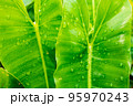 water drops on green leaf. 95970243