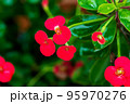 Beautiful Euphorbia Milii Desmoul flower on tree. 95970276