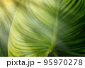 soft focus Green leaves,  and sun rays in the evening. 95970278