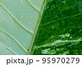 Raindrops on a leaf with a white-green pattern. 95970279