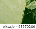 Raindrops on a leaf with a white-green pattern. 95970280