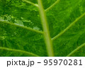 Beautiful patterned colored leaves. 95970281