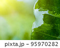 soft focus Green and white leaves 95970282