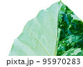 soft focus Green and white leaves on raindrops . 95970283