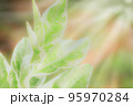 soft focus Green and white leaves, raindrops and sun rays in the evening. 95970284
