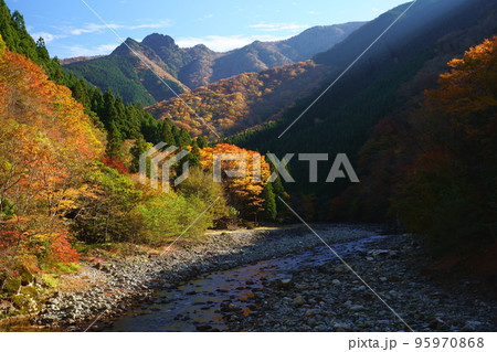 天川村の紅葉(奈良県吉野郡天川村北角 国道309号線 旧行者還林道) 天川村の紅葉(奈良県吉野郡天川村北角 国道309号線 旧行者還林道) 95970868