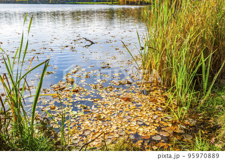 Birch leaves on water 95970889