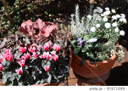 庭の秋冬の花寄せ植え 庭の秋冬の花寄せ植え 95971089