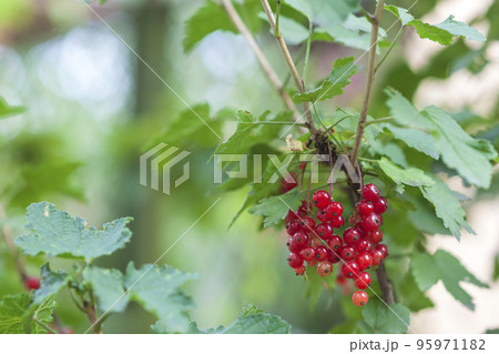 Little red berries under green leaves closeup Little red berries under green leaves closeup 95971182