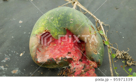Watermelon overmature rotten overripe bio farm plant mold mildew blight field planting mould growth Citrullus lanatus foil citron melon tsamma jam red-seeded, water irrigation pipe garden Europe 95971339