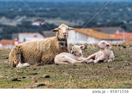 Family of Sheeps lying on a green meadow at Membrio, Extremadura in Spain Family of Sheeps lying on a green meadow at Membrio, Extremadura in Spain 95971556