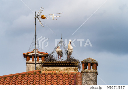 Storks on top of the Town hall Ayuntamiento in the village of Salorino, Extremadura in Spain Storks on top of the Town hall Ayuntamiento in the village of Salorino, Extremadura in Spain 95971557