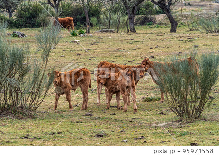 Cows grazing on a green meadow at Herreruela, Extremadura in Spain Cows grazing on a green meadow at Herreruela, Extremadura in Spain 95971558