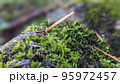 蟻のお仕事 95972457