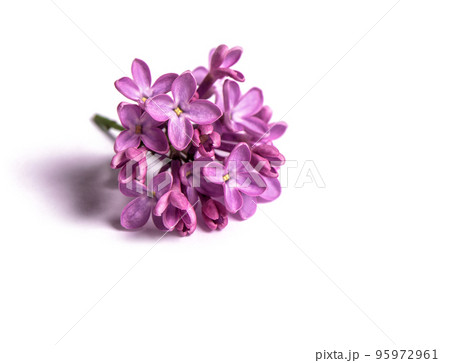 Branch violet lilac flowers on white background Branch violet lilac flowers on white background 95972961