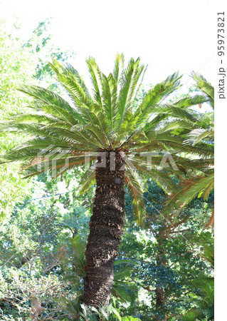 太い蘇鉄（ソテツ）の木 95973821